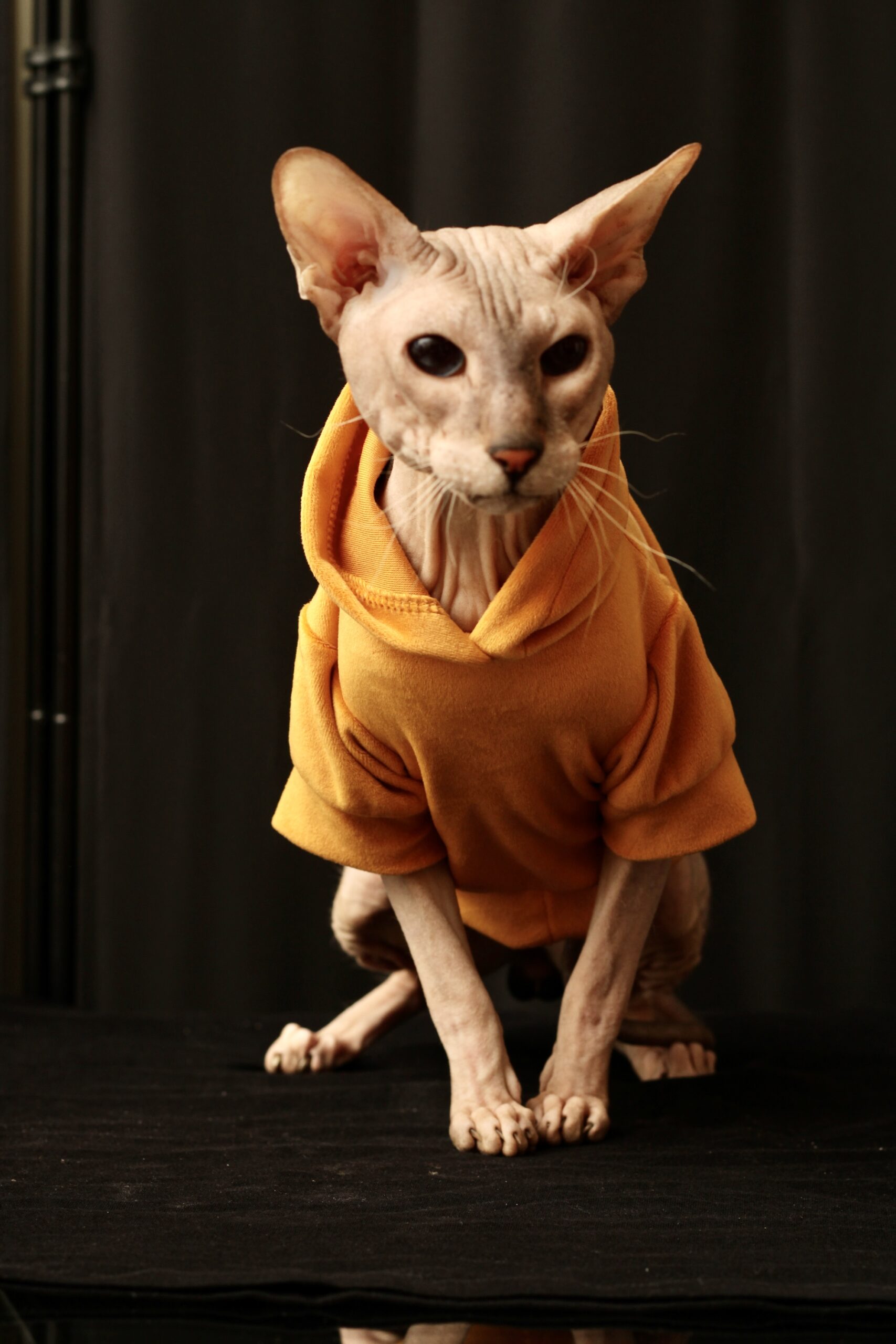 Veliūrinis džemperis katinui